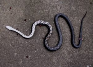 Eastern Ratsnake found dead on a road. Photo by VT Herp Atlas.