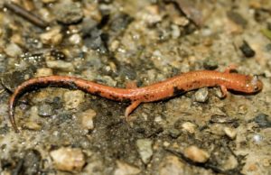 Eastern Red-backed Salamander with unusual coloration. Photo by Kiley Briggs