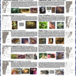 poster_frog250