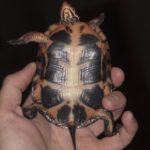 C guttata female plastron K-Briggs