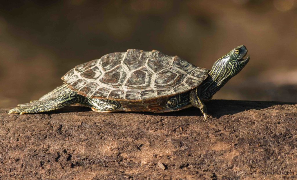 Graptemys geographica – Northern Map Turtle