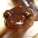 G-porphyriticus face Sue Morse