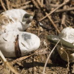 O-vernalis hatching 2 Kiley Briggs