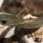 O-vernalis hatching Kiley Briggs