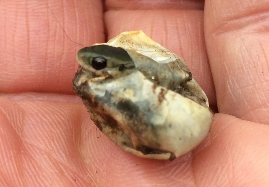 Overnalis peeking out of egg, Huntington, August 16, 2014, Cindy