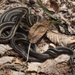 T-sirtalis mating K-Briggs