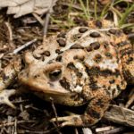 A-americanus dorsal K-Briggs