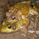 A-americanus in amplexus w:L-clamitans K-Briggs