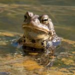 A-americanus sitting up in water John McInerney