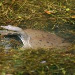 A-spinifera in grasses and water A-Barrett copy