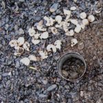A-spinifera nest & young Steve Parren