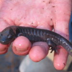 A. maculatum adult in hand no spots2