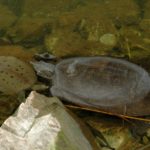A. spinifera both sexes Ron Haskell