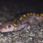 A_maculatum on road close up KB