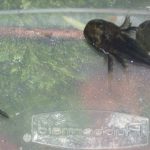Ambystoma larvae with ruler Mitchell