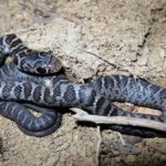 C-constrictor neonate R