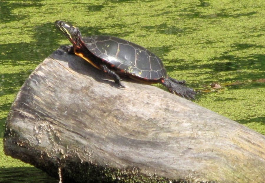 Chrysemys picta Painted Turtle Vermont Reptile and Amphibian Atlas