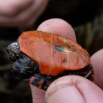 C-picta hatchling Kelly Halloran