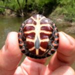 C-picta juvenile high contrast Laplatte River Ploof Lane 1 Wally Jenkins