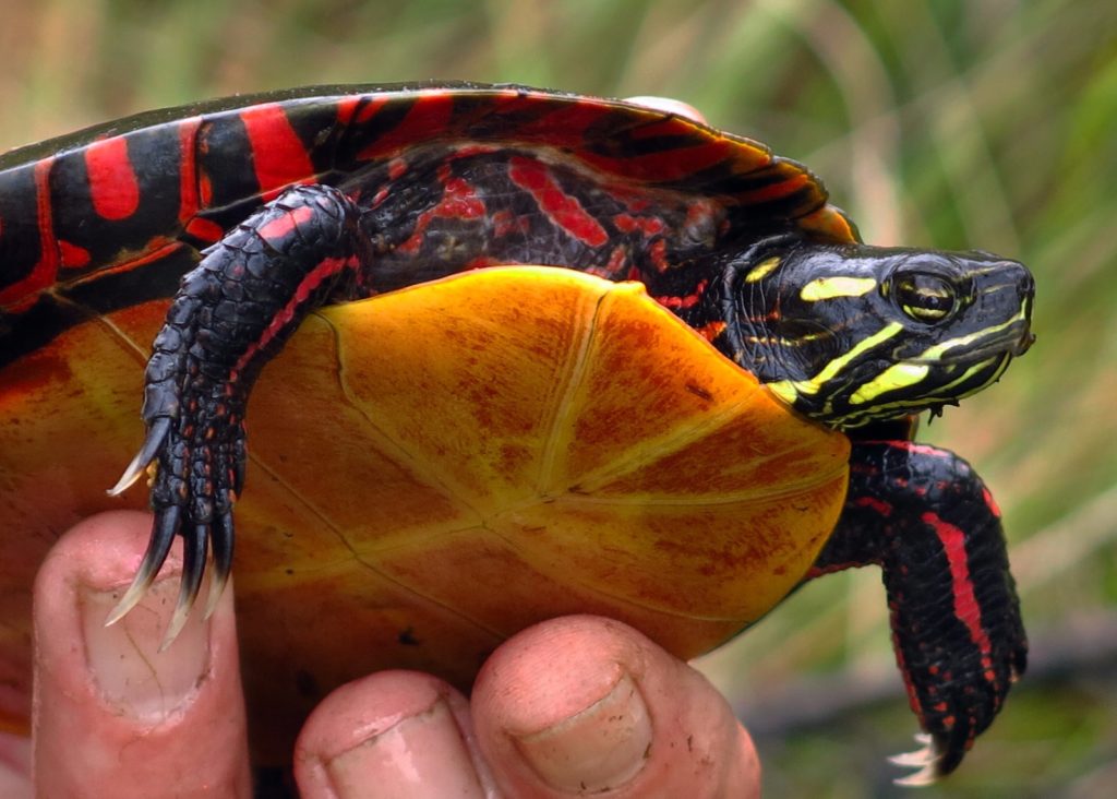 A male painted turtle in three-quarter view from slightly below. The image shows its yellow plastron, dark front legs (with longer claws than a female has), and its head slightly protruding from its shell. Red and black markings appear on the carapace and the face is dark with yellow striping. Photo by S Morse and used with permission.