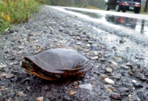 Painted turtle photographed by K. Talmage