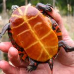 C-picta plastron 2