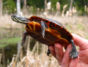 Painted Turtle (Chrysemys picta), seen from its left side: head is extended; all four legs are visible; brown and yellow plastron is more visible than dark carapace. Held by a human.