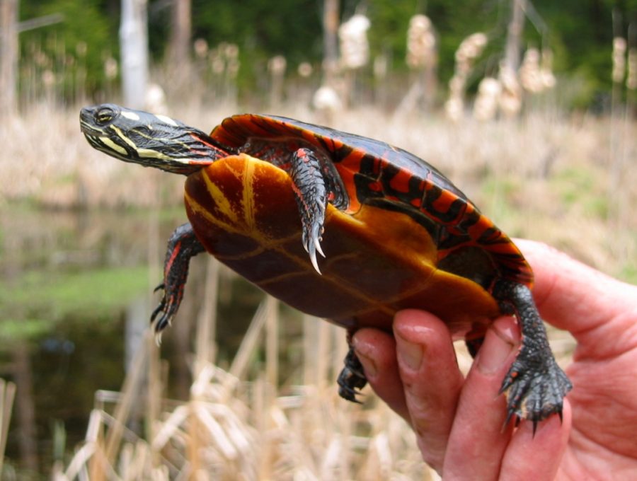 Chrysemys picta Painted Turtle Vermont Reptile and Amphibian Atlas