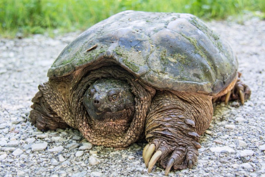 Serpent Turtle Chelydra serpentina – Snapping Turtle | Vermont Reptile and Amphibian Atlas