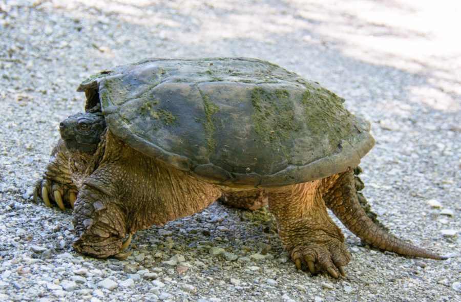 Serpent Turtle Chelydra serpentina – Snapping Turtle | Vermont Reptile and Amphibian Atlas