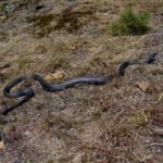 C. constrictor adult dorsal in grass5