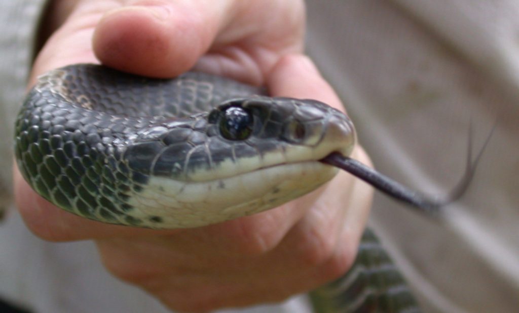 coluber constrictor snakes vermont coluber constrictor snakes vermont