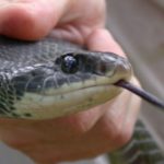 C. constrictor face&tongue in hand C.