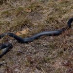 C. constrictor full adult on lawn