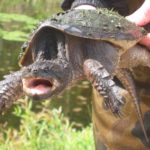 C. serpentina adult in hand