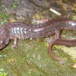 D-fuscus on rock