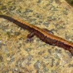 D-ochrophaeus, Keene-NY-2, 8:25:2013, Jim Andrews