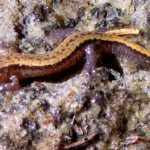 D-ochrophaeus, Keene-NY-5, 8:25:2013, Jim Andrews