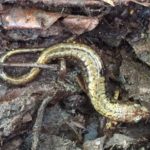 D-ochrophaeus dorsum, Keene Valley, NY, October 2015, Cindy Sprague