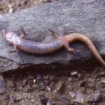 D. fuscus-ventral