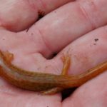 D. fuscus xanthic C. Slesar