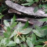 E. fasciatus adult with leaves D. Cunningham