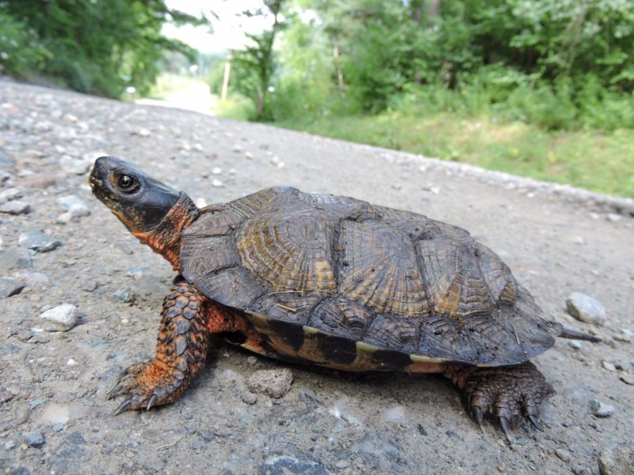 Glyptemys insculpta Wood Turtle Vermont Reptile and Amphibian Atlas