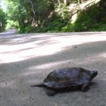 G-insculpta crossing road, Rockingham, July 16, 2016, Becky Chalmers