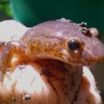 G-porphyriticus face, Stockbridge, June 19, 2014, Megan Kane et al