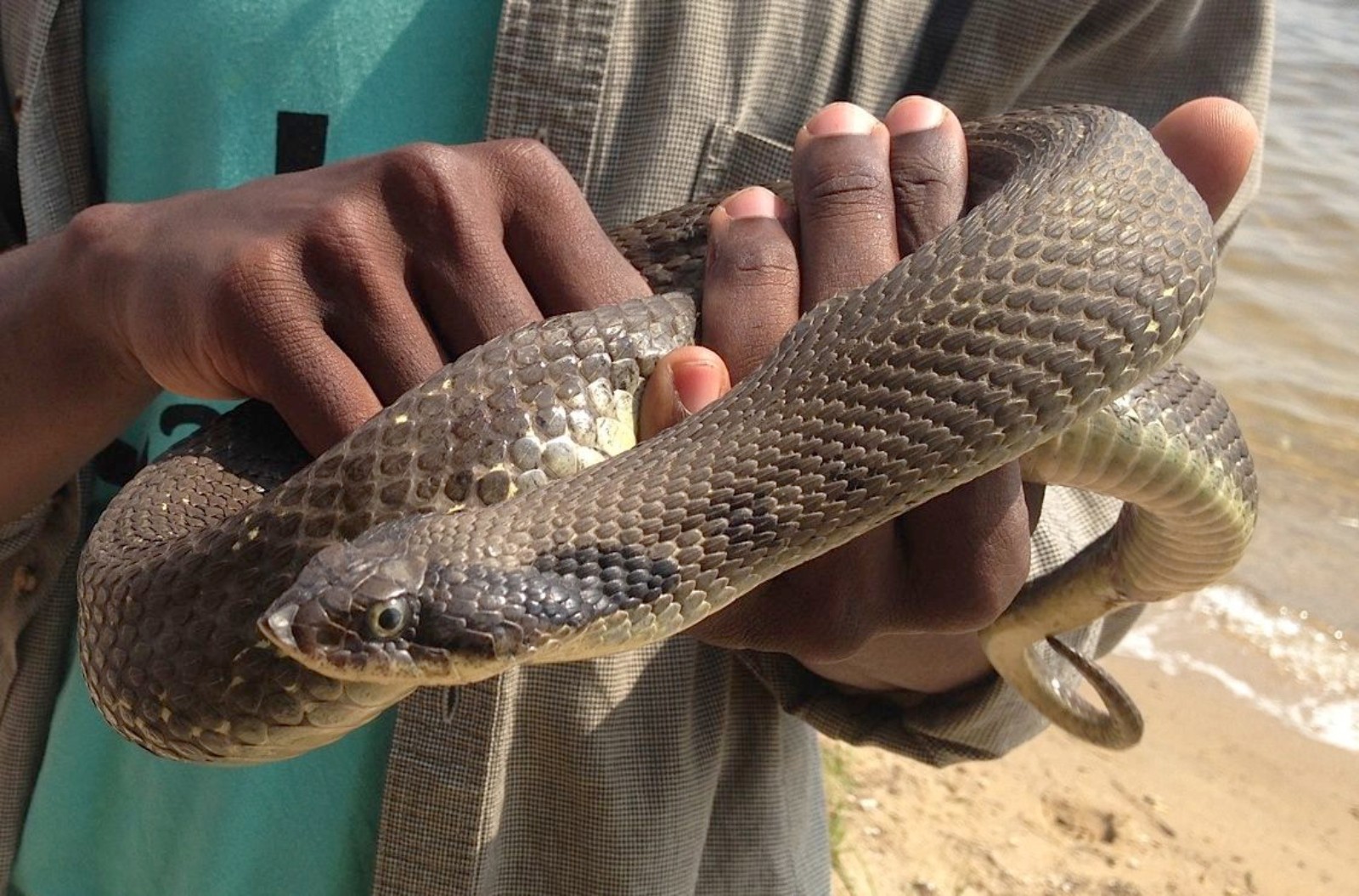 Eastern Hognose Snake - North Carolina