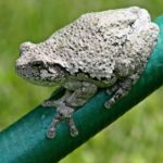 H-versicolor, Guilford, May 29, 2014, Tracy Clark