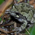 H-versicolor Jay Plotkin