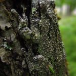 H-versicolor, dark on tree, Sue Morse