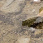 H-versicolor metamorph in H2O K-Briggs